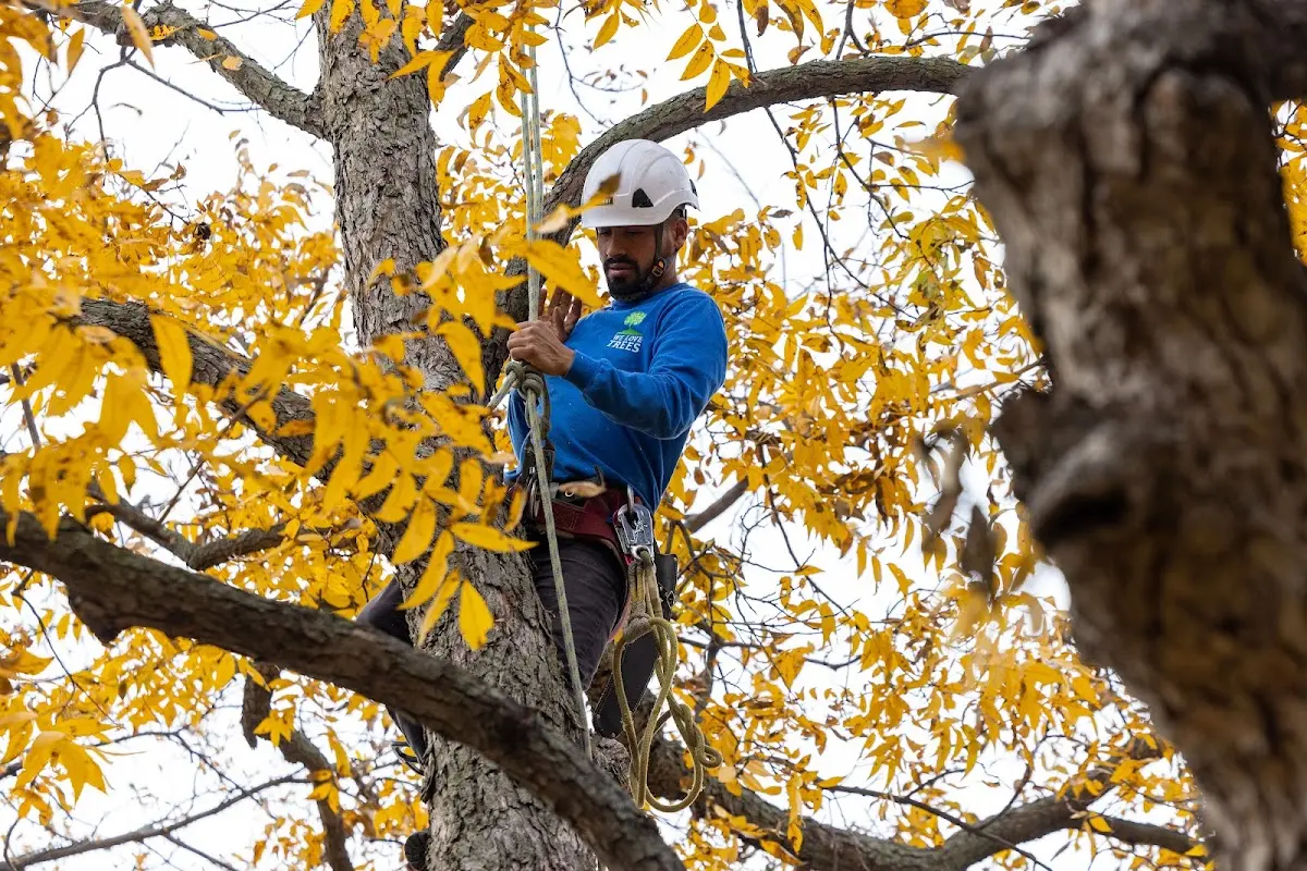 Skilled Tree Pruning crew working in Port Saint Lucie